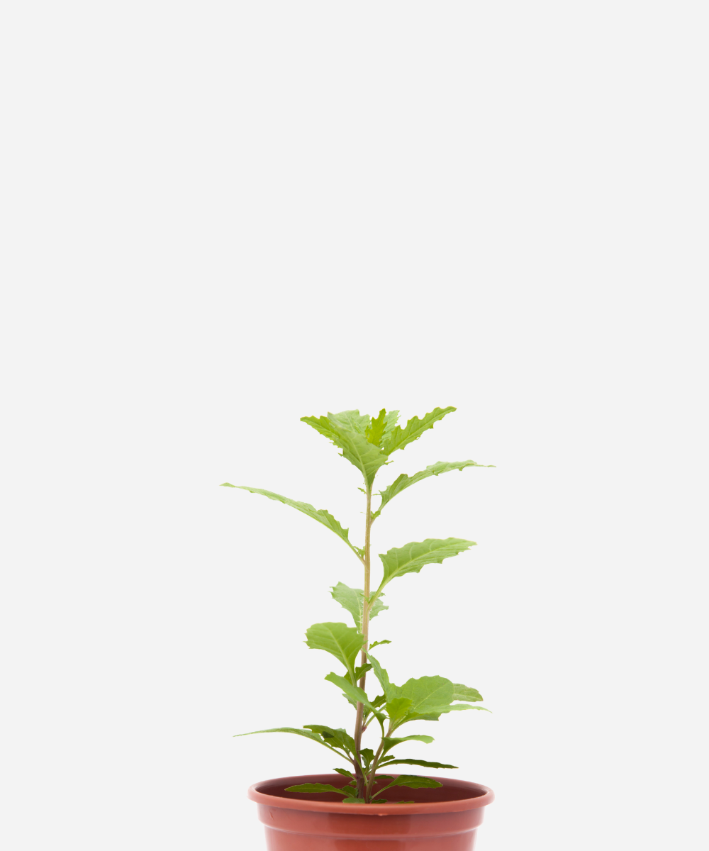 ERVA-SANTA-MARIA-CORTE.png Erva de Santa Maria (<em>Dysphania ambrosioides</em>) - Imagem 1