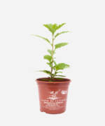 Erva de Santa Maria (<em>Dysphania ambrosioides</em>) - Imagem 2