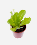 Escarola (<em>Cichorium endivia</em>) - Imagem 3