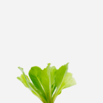 Escarola (<em>Cichorium endivia</em>)