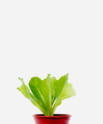 Escarola (<em>Cichorium endivia</em>)
