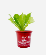 Escarola (<em>Cichorium endivia</em>) - Imagem 2