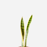 Espada de Santa Bárbara (<em>Dracaena trifasciata</em>)