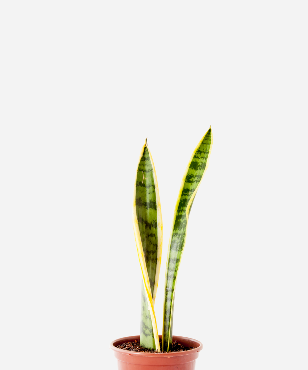 ESPATA-SANTA-BARBARA-CORTE.png Espada de Santa Bárbara (<em>Dracaena trifasciata</em>) - Imagem 1