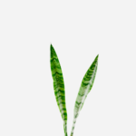 Espada de São Jorge (<em>Dracaena trifasciata</em>)