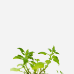 Espinafre (<em>Spinacia oleracea</em>)