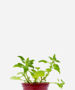 Espinafre (<em>Spinacia oleracea</em>)