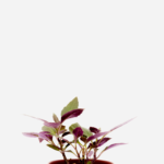 Espinafre Okinawa (<em>Gynura bicolor</em>)