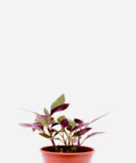 Espinafre Okinawa (<em>Gynura bicolor</em>)