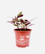 Espinafre Okinawa (<em>Gynura bicolor</em>) - Imagem 2