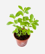 Espinheira Santa (<em>Maytenus truncata</em>) - Imagem 3