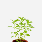 Estévia (<em>Stevia rebaudiana</em>)
