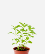 Estévia (<em>Stevia rebaudiana</em>)