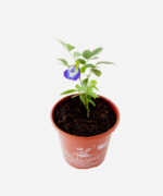 Feijão Borboleta (<em>Clitoria Ternatea</em>) - Imagem 3