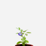 Feijão Borboleta (<em>Clitoria Ternatea</em>)