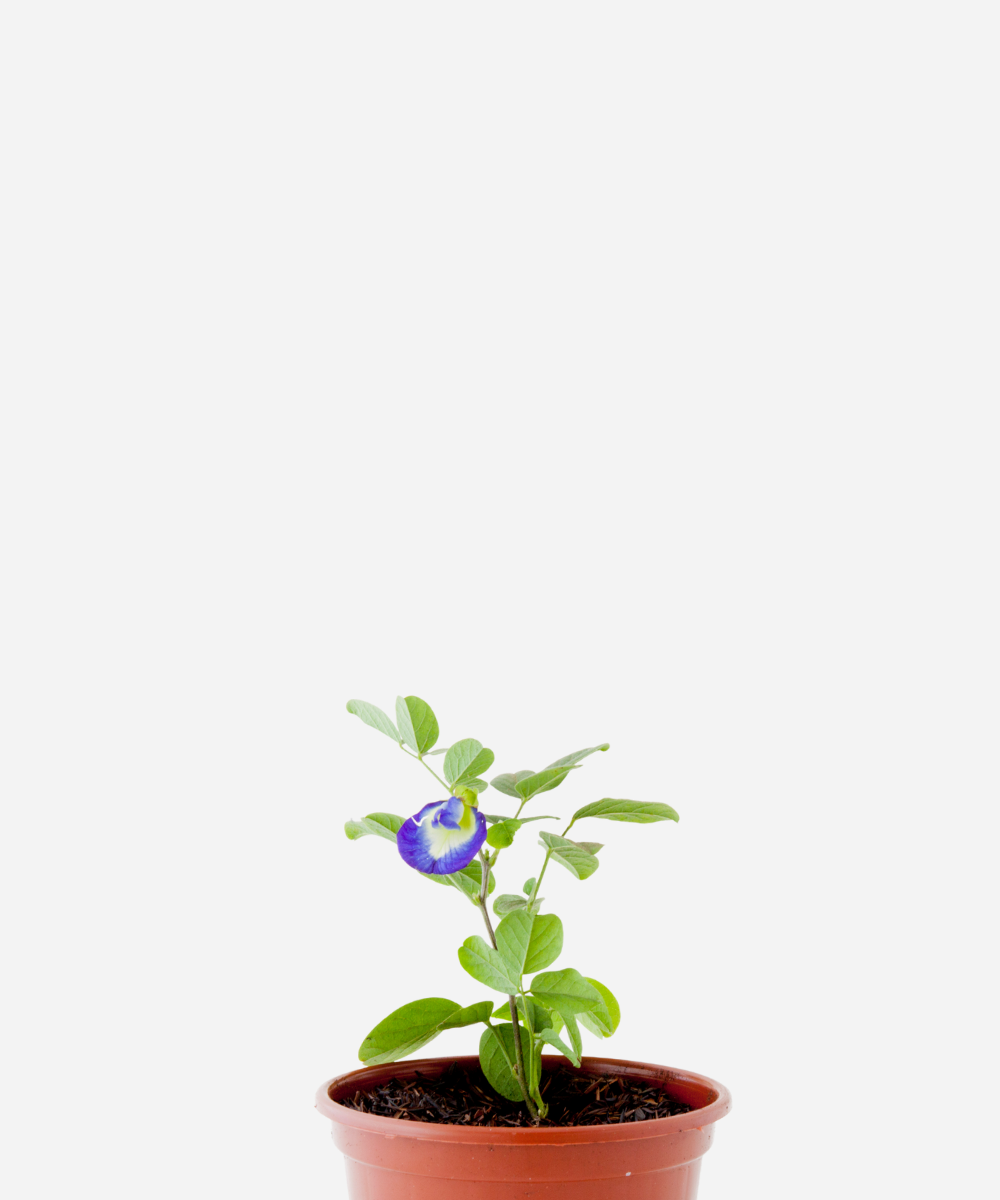 FEIJAO-BORBOLETA-CORTE.png Feijão Borboleta (<em>Clitoria Ternatea</em>) - Imagem 1