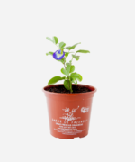 Feijão Borboleta (<em>Clitoria Ternatea</em>) - Imagem 2
