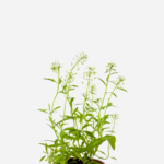 Flor de Mel (<em>Lobularia maritima</em>)