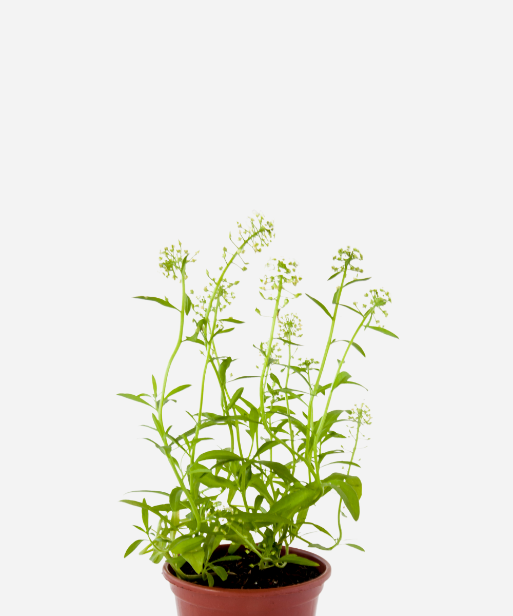 FLOR-DE-MEL-BRANCA-CORTE.png Flor de Mel (<em>Lobularia maritima</em>) - Imagem 1
