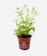 Flor de Mel (<em>Lobularia maritima</em>) - Imagem 2