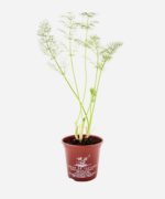 Funcho (<em>Foeniculum vulgare</em>) - Imagem 2