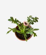 Gazânia (<em>Gazania rigens</em>) - Imagem 3