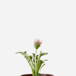 Gazânia (<em>Gazania rigens</em>)