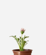 Gazânia (<em>Gazania rigens</em>)