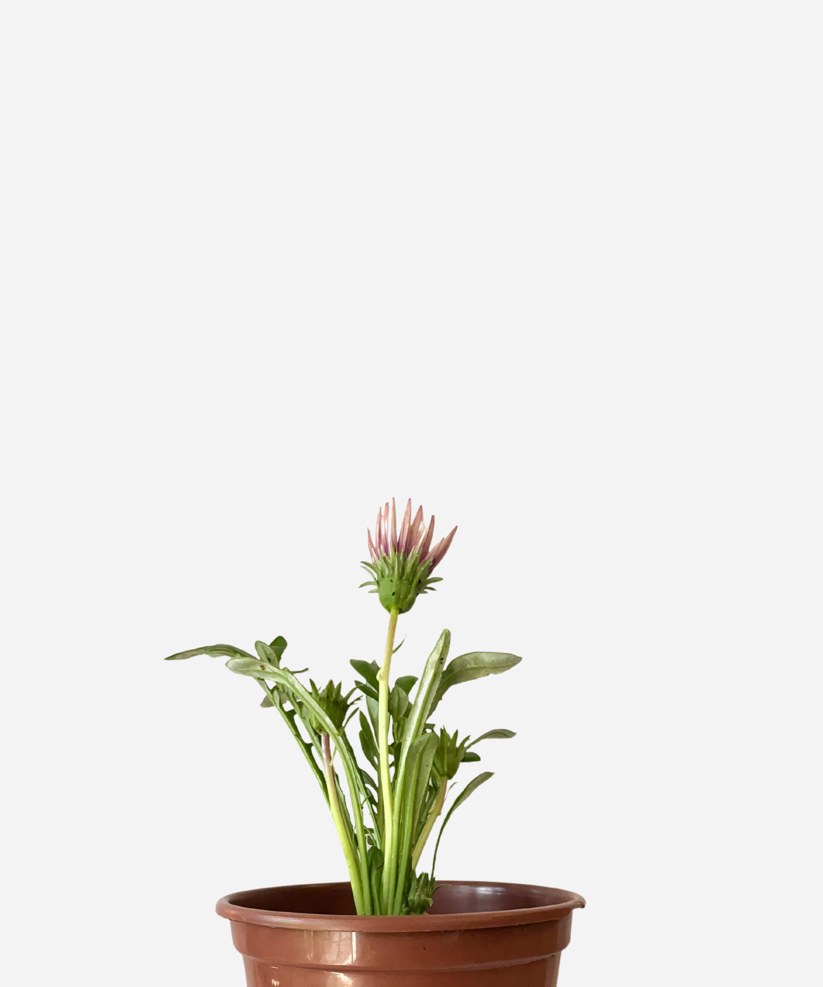 GAZANIA-CORTE.png Gazânia (<em>Gazania rigens</em>) - Imagem 1