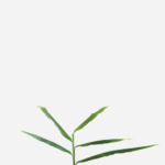 Gengibre (<em>Zingiber officinale</em>)