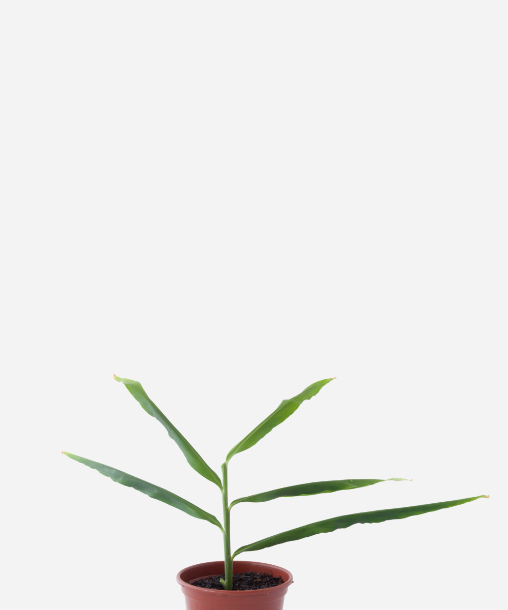 GENGIBRE-CORTE.png Gengibre (<em>Zingiber officinale</em>) - Imagem 1