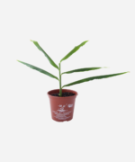 Gengibre (<em>Zingiber officinale</em>) - Imagem 2