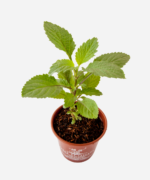 Gervão (<em>Stachytarpheta cayennensis</em>) - Imagem 3