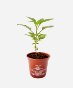 Gervão (<em>Stachytarpheta cayennensis</em>) - Imagem 2