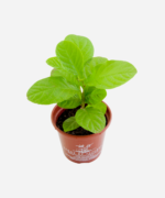 Guiné (<em>Petiveria alliacea</em>) - Imagem 3