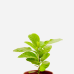 Guiné (<em>Petiveria alliacea</em>)