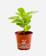 Guiné (<em>Petiveria alliacea</em>) - Imagem 2