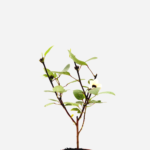 Rosela/Hibisco/Vinagreira (<em>Hibiscus sabdariffa</em>)