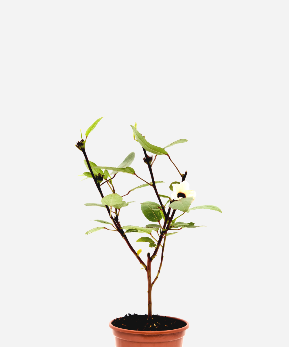 HIBISCO-ROSELA-CORTEGUINE-CIMA.png Rosela/Hibisco/Vinagreira (<em>Hibiscus sabdariffa</em>) - Imagem 1