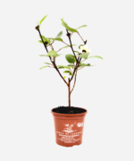 Rosela/Hibisco/Vinagreira (<em>Hibiscus sabdariffa</em>) - Imagem 2