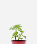 Hortelã Branca (<em>Plectranthus</em> sp.)