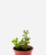 Hortelã Chocolate (<em>Mentha x piperita</em> 'Chocolate')