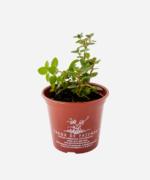 Hortelã Chocolate (<em>Mentha x piperita</em> 'Chocolate') - Imagem 2