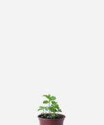 Hortelã  (<em>Mentha</em> sp.)