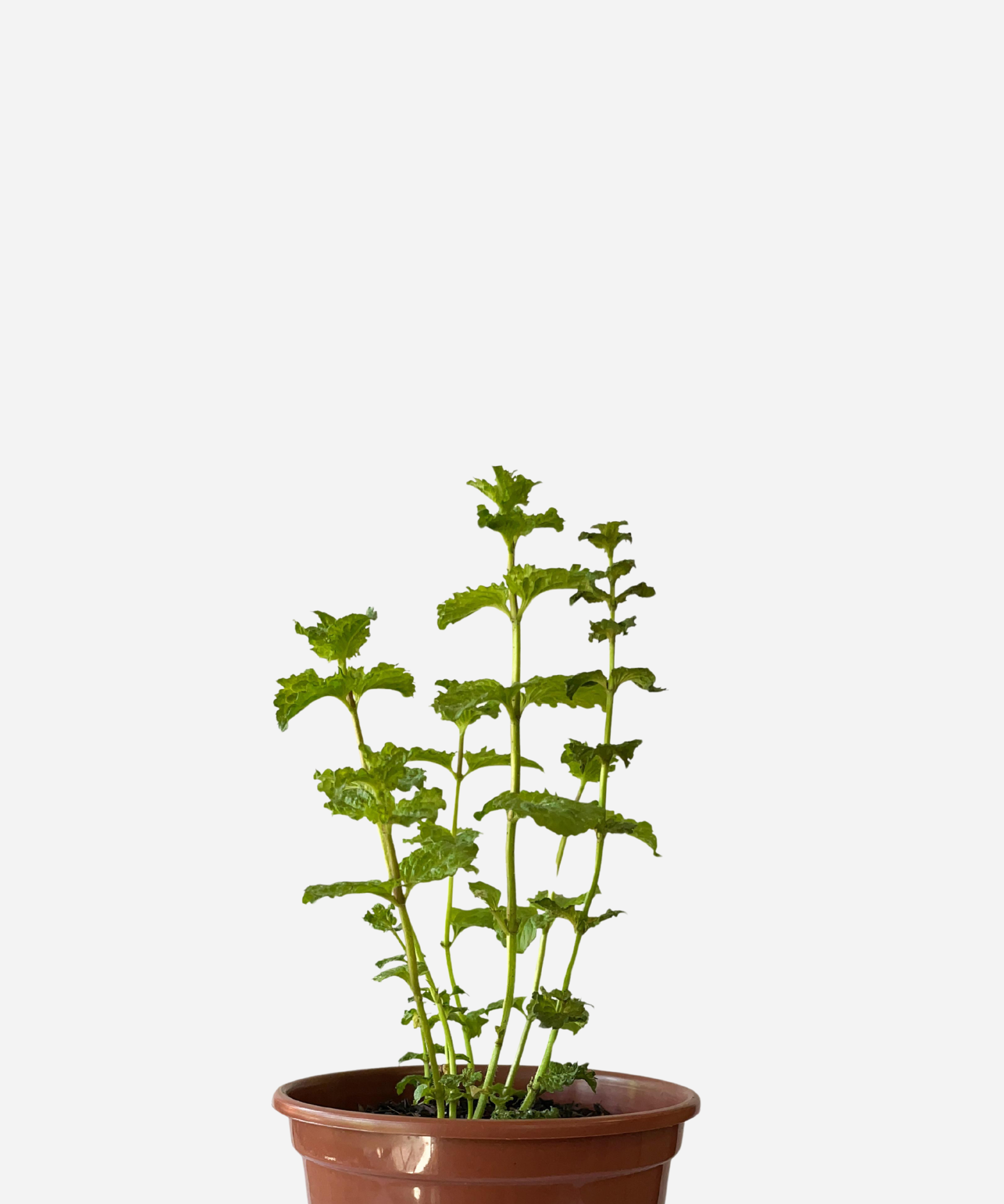 HORTELA-CRESPA-CORTE.png Hortelã Crespa (<em>Mentha spicata var. crispa</em>) - Imagem 1