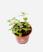 Hortelã Pimenta (<em>Mentha</em> x <em>piperita</em>) - Imagem 3