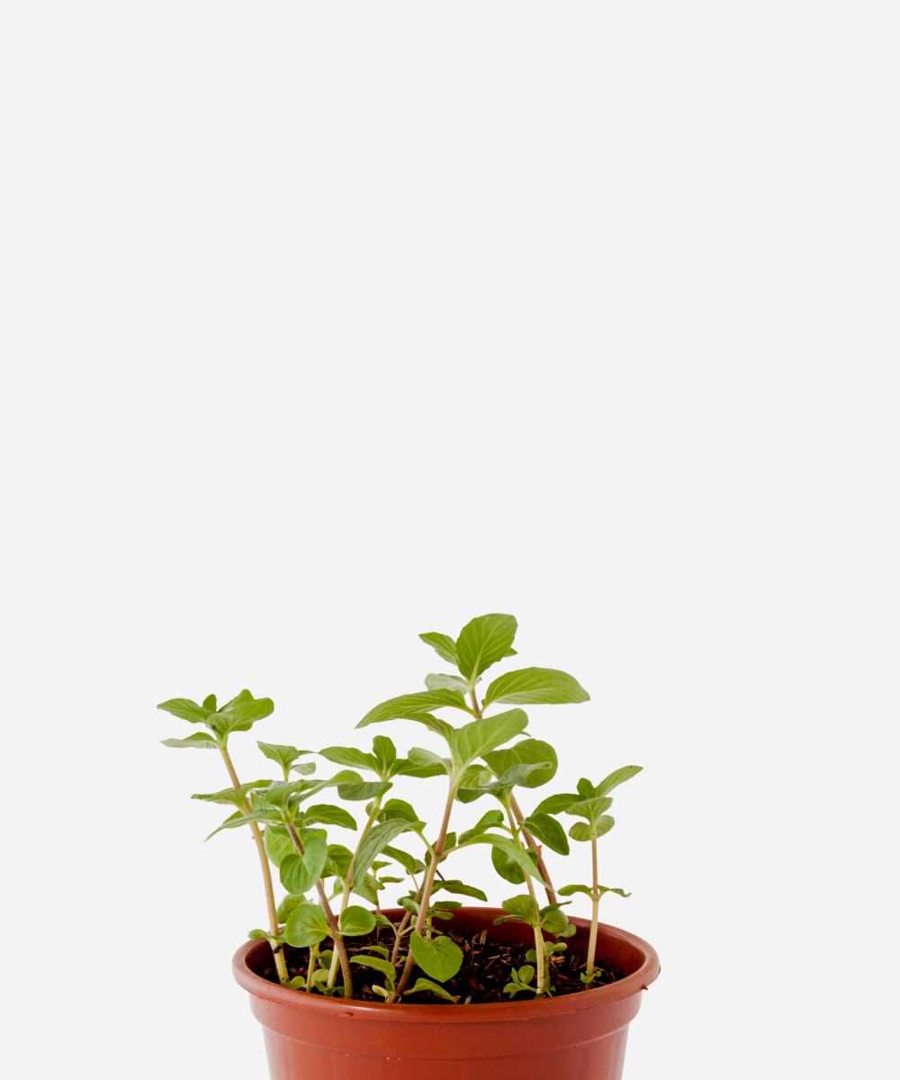 HORTELA-PIMENTA-CORTECIMA.png Hortelã Pimenta (<em>Mentha</em> x <em>piperita</em>) - Imagem 1