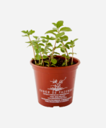 Hortelã Pimenta (<em>Mentha</em> x <em>piperita</em>) - Imagem 2