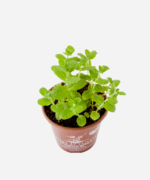 Hortelã Portuguesa (<em>Mentha suaveolens</em>) - Imagem 3