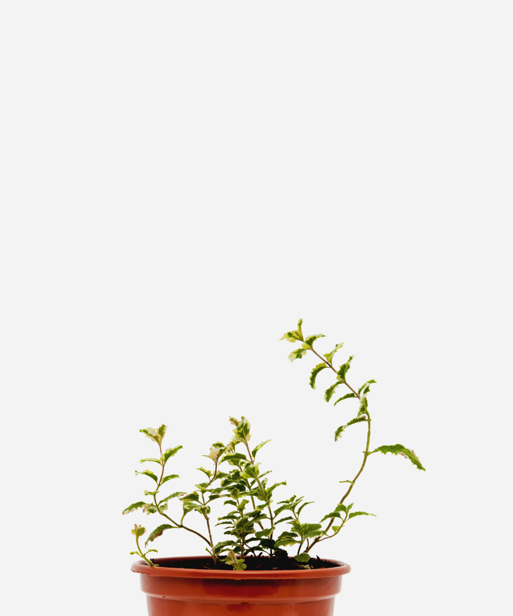 HORTELA-VRIEGATA-CORTECIMA.png Hortelã Variegata (<em>Mentha suaveolens</em> <em>'Variegata'</em>) - Imagem 1